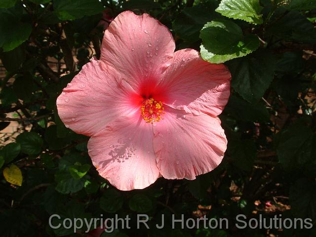 Hibiscus Pink Single